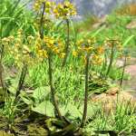 Wild Flowers Volume 9 Primulas (Wild and Cultivated) Wild Flowers Volume 9 Primulas (Wild and Cultivated)