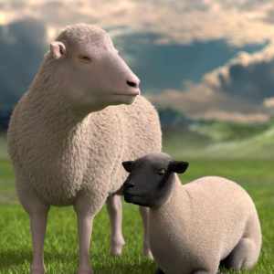 DAZ Sheep 2 DAZ Sheep 2