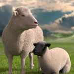 DAZ Sheep 2 DAZ Sheep 2