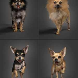 Chihuahua for Daz Dog 8 Penelope and Zorro Add-on Chihuahua for Daz Dog 8 Penelope and Zorro Add-on