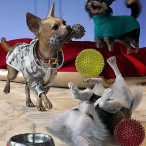 Chihuahua for Daz Dog 8 Clothes Accessories and Poses Chihuahua for Daz Dog 8 Clothes Accessories and Poses