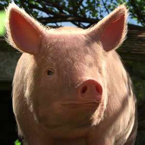 LoREZ Pig 2 LoREZ Pig 2