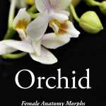 Orchid – Genital Morphs for G9F Anatomy Orchid – Genital Morphs for G9F Anatomy