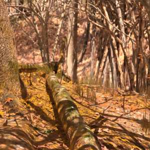 Fall Woods Vignette HD Scene Fall Woods Vignette HD Scene