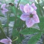 Garden Plants – Helleborus orientalis Christmas Rose Flowers Garden Plants – Helleborus orientalis Christmas Rose Flowers