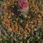 Fabulous Foliage – Low Res Coleus Plants Fabulous Foliage – Low Res Coleus Plants