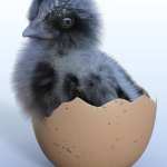 Pip the Chick Pip the Chick