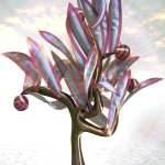 Jepe’s WonderPlant CF Jepe’s WonderPlant CF