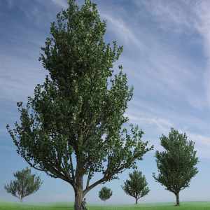 Maple Trees Maple Trees