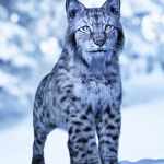 Felidae by AM – Lynx Felidae by AM – Lynx