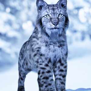 Felidae by AM – Lynx Felidae by AM – Lynx