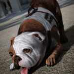 Support Vest for Daz Dog 8 Support Vest for Daz Dog 8