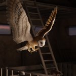 DS Fantasy Owl DS Fantasy Owl