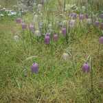 Meadow Flowers – Low Res Snakeshead Fritillary Meadow Flowers – Low Res Snakeshead Fritillary