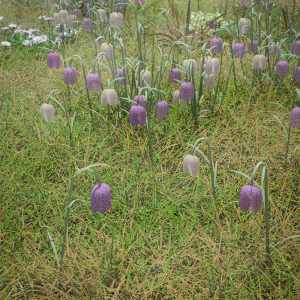 Meadow Flowers – Low Res Snakeshead Fritillary Meadow Flowers – Low Res Snakeshead Fritillary