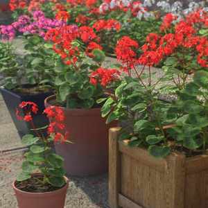 Predatron Geranium Plants Predatron Geranium Plants