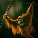 Anthropomorphs – Orangutan for Genesis 8 Male Anthropomorphs – Orangutan for Genesis 8 Male