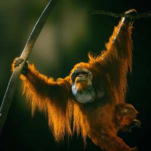 Anthropomorphs – Orangutan for Genesis 8 Male Anthropomorphs – Orangutan for Genesis 8 Male