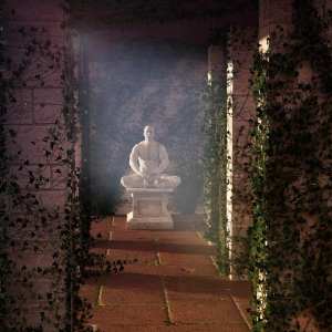 Climbing Vines – Ivy Plants Climbing Vines – Ivy Plants