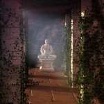 Climbing Vines – Ivy Plants Climbing Vines – Ivy Plants