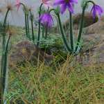 Tiny Flowers – Pulsatilla – Pasque flowers Tiny Flowers – Pulsatilla – Pasque flowers