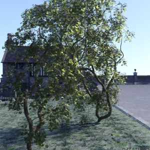 Natural Garden Arches Natural Garden Arches