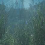 Just Beachy – Seagrass Underwater Meadows Just Beachy – Seagrass Underwater Meadows