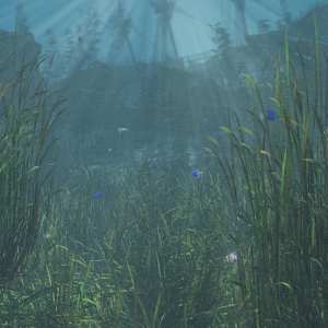 Just Beachy – Seagrass Underwater Meadows Just Beachy – Seagrass Underwater Meadows