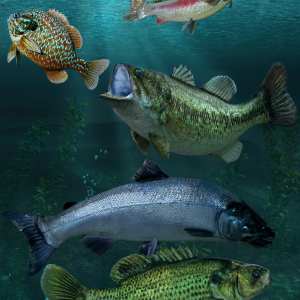 Freshwater Game Fish Freshwater Game Fish