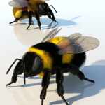 Bumblebee Bumblebee