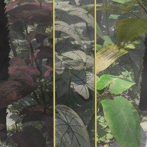 Tropical Foliage Plants- Colcassia Tropical Foliage Plants- Colcassia