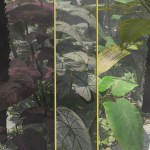 Tropical Foliage Plants- Colcassia Tropical Foliage Plants- Colcassia