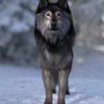 Dire Wolf for Daz Dog 8 Dire Wolf for Daz Dog 8