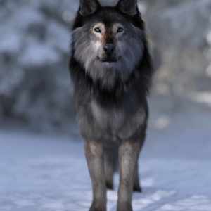 Dire Wolf for Daz Dog 8 Dire Wolf for Daz Dog 8