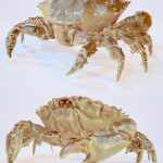 Crab Crab