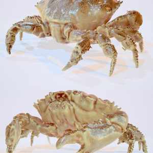 Crab Crab
