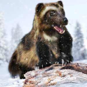 Wolverine by AMRepost Wolverine by AMRepost