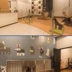 Dog Spa Dog Spa
