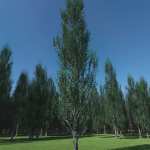 PTU Poplar Trees Ultimate PTU Poplar Trees Ultimate