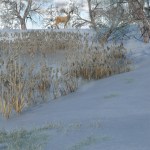 Frosty Plants – Low Res Winter Plants Frosty Plants – Low Res Winter Plants