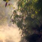 Tropical and Sub Tropical Foliage – Trees and Shrubs Tropical and Sub Tropical Foliage – Trees and Shrubs