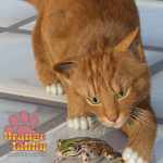 CWRW Orange Tabby for the HW House Cat CWRW Orange Tabby for the HW House Cat