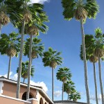 Predatron Washingtonia Fan Palm Trees Predatron Washingtonia Fan Palm Trees
