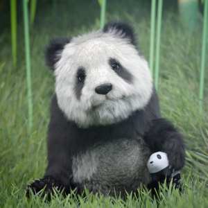 Roly the Panda Roly the Panda