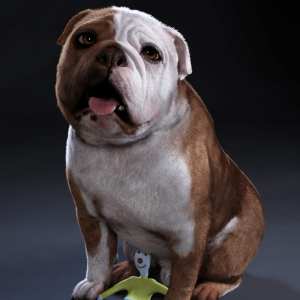 Baxter the English Bulldog for Dog 8 Baxter the English Bulldog for Dog 8