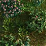 The (Im)Perfect Lawn II- Essential Grassland Weeds The (Im)Perfect Lawn II- Essential Grassland Weeds