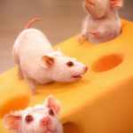 Daz Rodent Daz Rodent