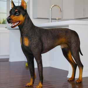 Daz Dog 8 (Update 19-05-2022) Daz Dog 8 (Update 19-05-2022)