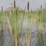 Bulrush Plants Bulrush Plants