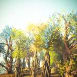 Fantastic and Enchanted Trees Fantastic and Enchanted Trees